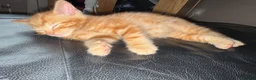 Mixed Breed cats for sale: ginger tabby  - Advert 2
