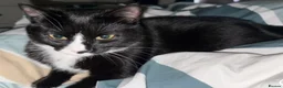 Mixed Breed cats for sale: Meet our Adorable Tuxedo kittens! 🖤🤍 in Milton Keynes - Advert 1