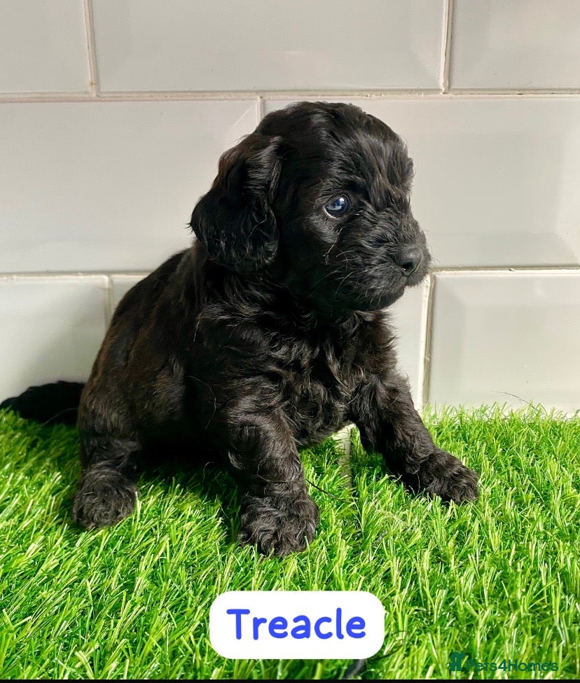 Cavapoo dogs Health tested f1 toy cavapoo puppies  - Advert 1