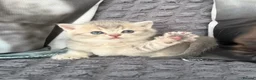 Scottish Fold cats for sale: Discount available ❤️Lovely scotish kittens💕💕💕 - Advert 18