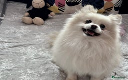 Pomeranian dogs for adoption: Sarah’s Story: From Misery to Hope - Image 10