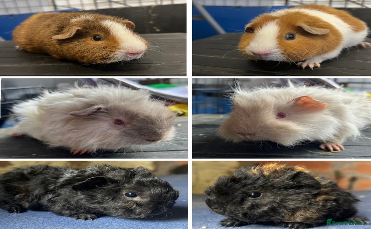 Guinea Pig rodents - Advert 12
