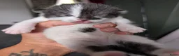 Mixed Breed cats for sale: Beautiful chunky kittens  - Advert 5