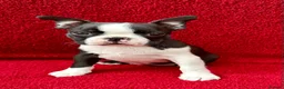 Boston Terrier dogs for sale: Exceptional puppies. Extensively tested parents.   - Advert 4