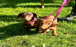 Miniature Dachshund dogs for sale: 2 and 4 year old female miniature dachshunds - Advert 4