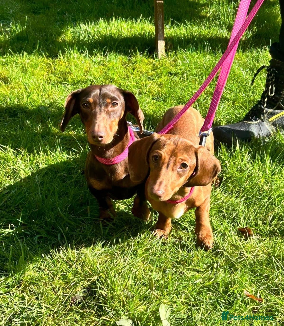 Miniature Dachshund dogs for sale: 2 and 4 year old female miniature dachshunds - Advert 4