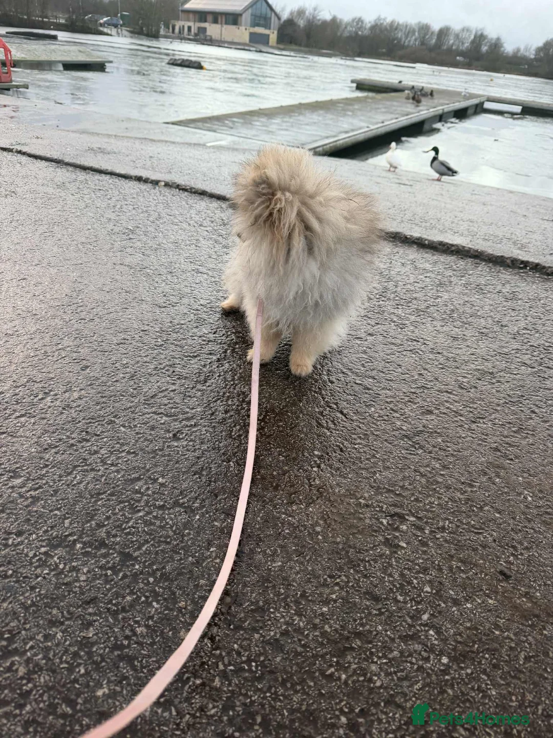 Pomeranian dogs for sale: Russian bloodline pomeranian Kc registered  - Advert 37