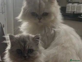 Persian cats Beautiful Persian Chinchilla Kittens – Ready Now - Advert 6