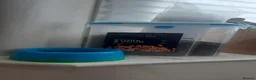 Guinea Pig rodents for sale: 2 Lunkarya guineas with cage and accessories  - Advert 12