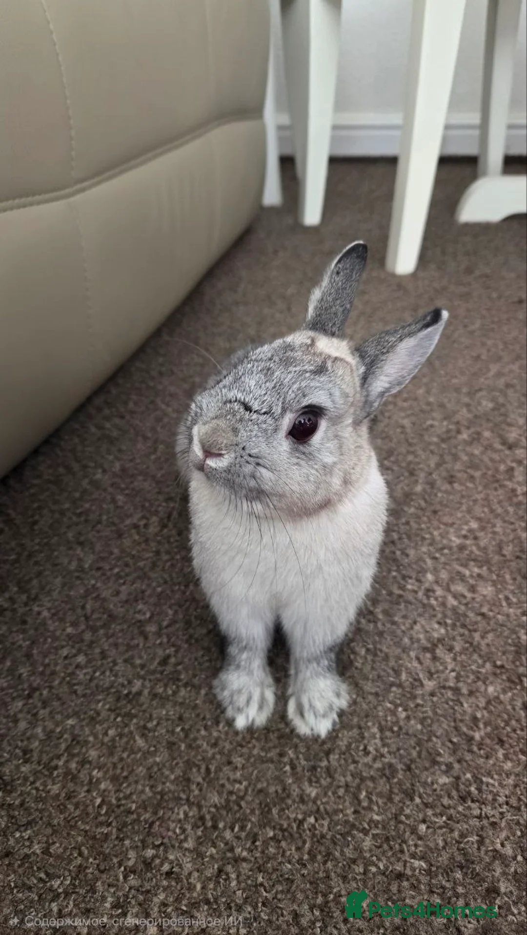 Netherland Dwarf rabbits for sale: Adorable Netherland Dwarf rabbit for sale. in Bridgend - Advert 2