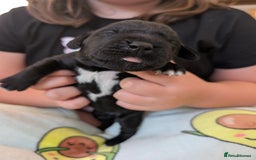 Springador dogs for sale: Beautiful Springador Puppies - Image 3