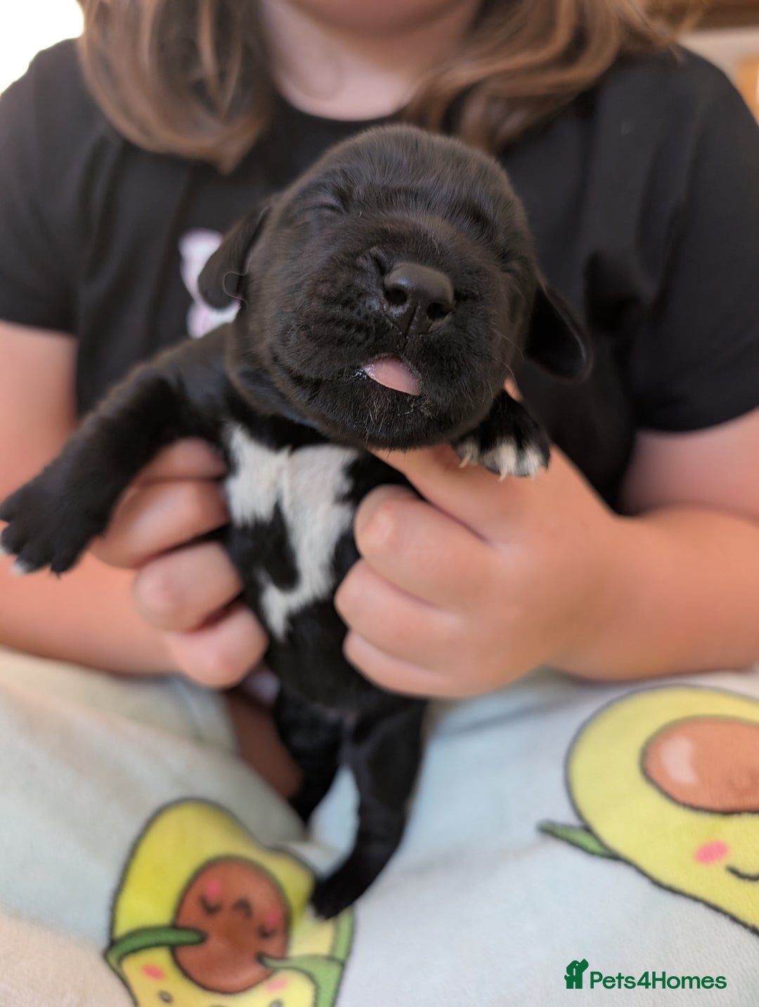 Springador dogs for sale: Beautiful Springador Puppies - Image 3