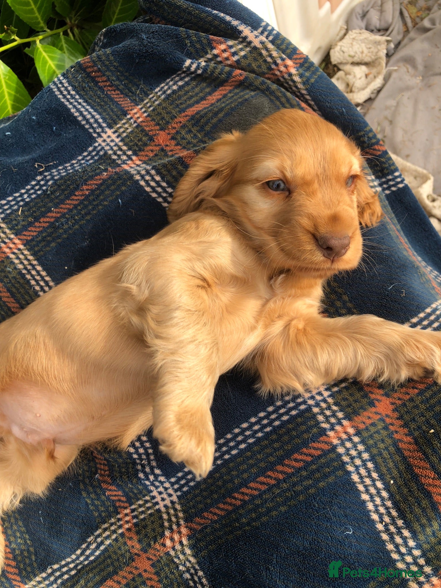 Cocker Spaniel dogs Stunning Rare Gold show cocker spaniel puppies - Advert 8