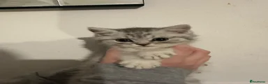 bsh 1