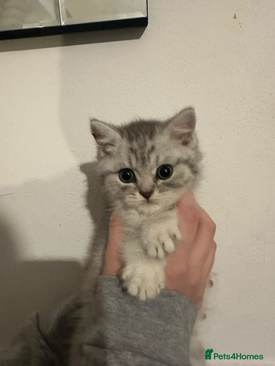 British Shorthair cats for sale: beautiful full bsh kittens  - Advert 2