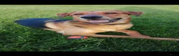 Mixed Breed dogs for sale: Freddy-TheLovely German shepherd cross rottweiler  - Advert 4