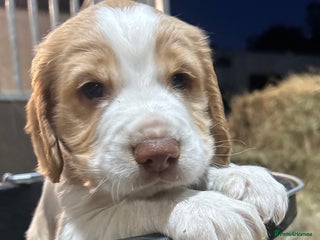 Cocker Spaniel dogs - Advert 11