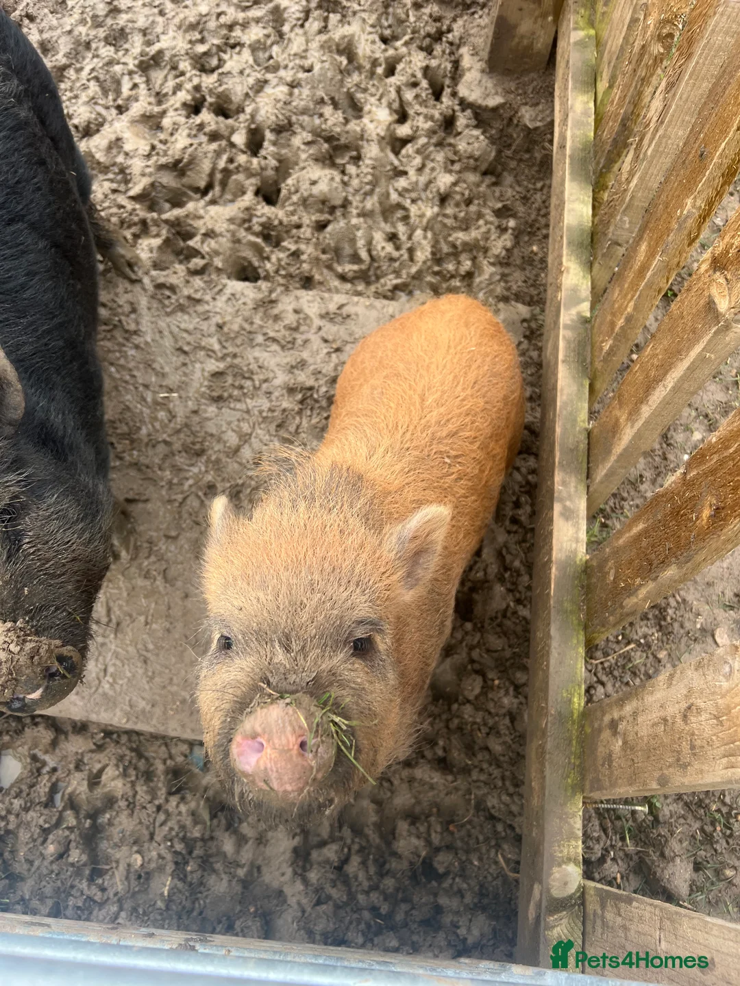 Pig livestock for sale: Juliana ‘micro’ pigs for sale - Advert 1