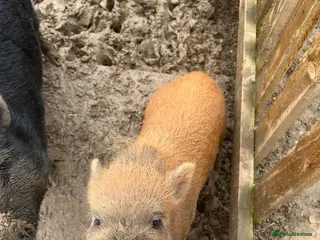 Pig livestock Juliana ‘micro’ pigs for sale - Advert 1