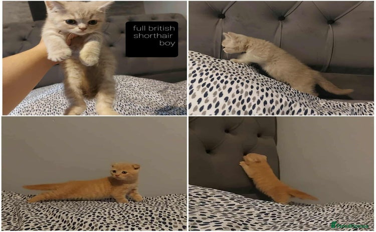 British Shorthair cats - Advert 8