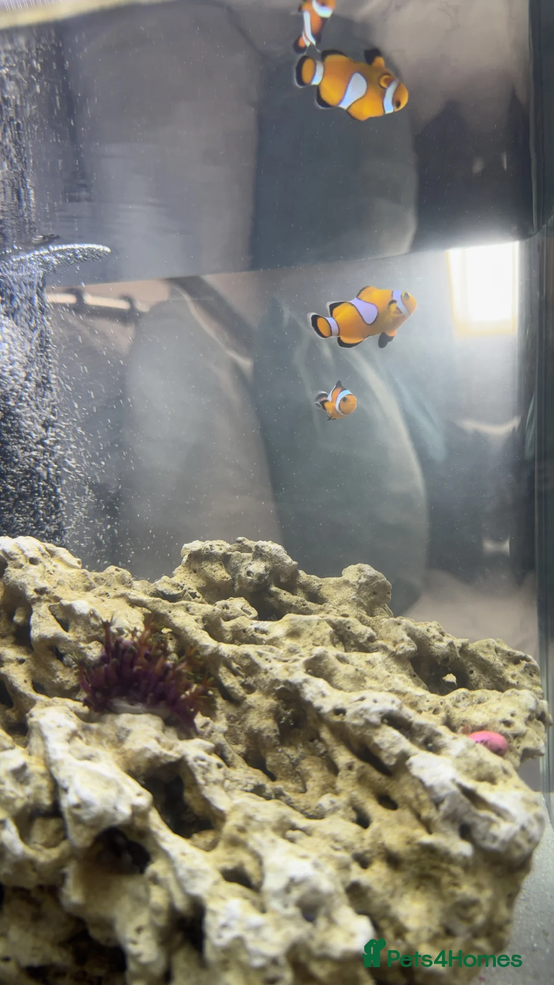 Lobsters fish for sale: 2 clownfish and 2 blue hermit crabs - Advert 2