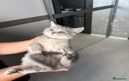 Scottish Fold cats for sale: 5 kittens Ready to find their forever homes  - Image 11