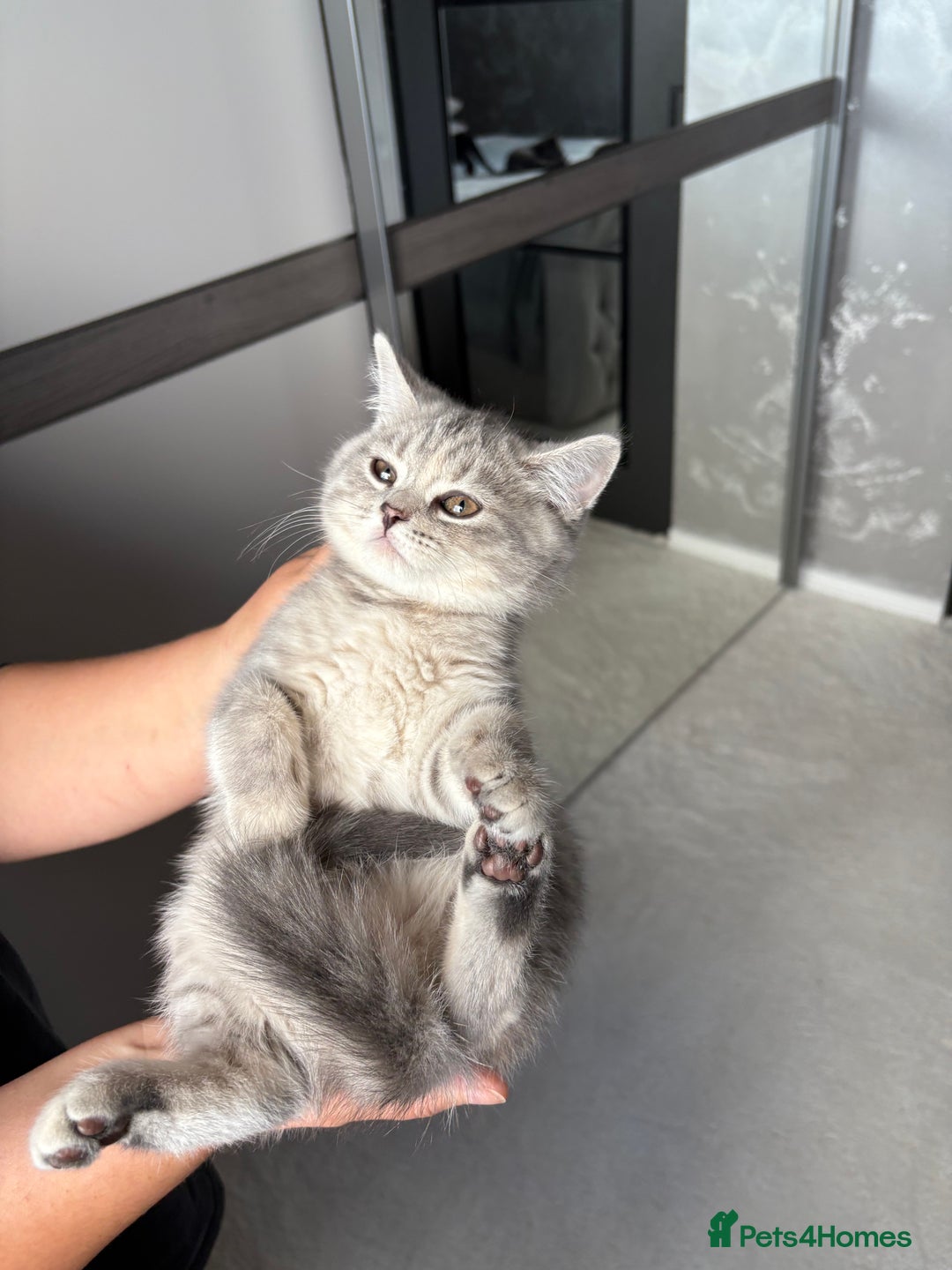 Scottish Fold cats for sale: 5 kittens Ready to find their forever homes  - Image 11