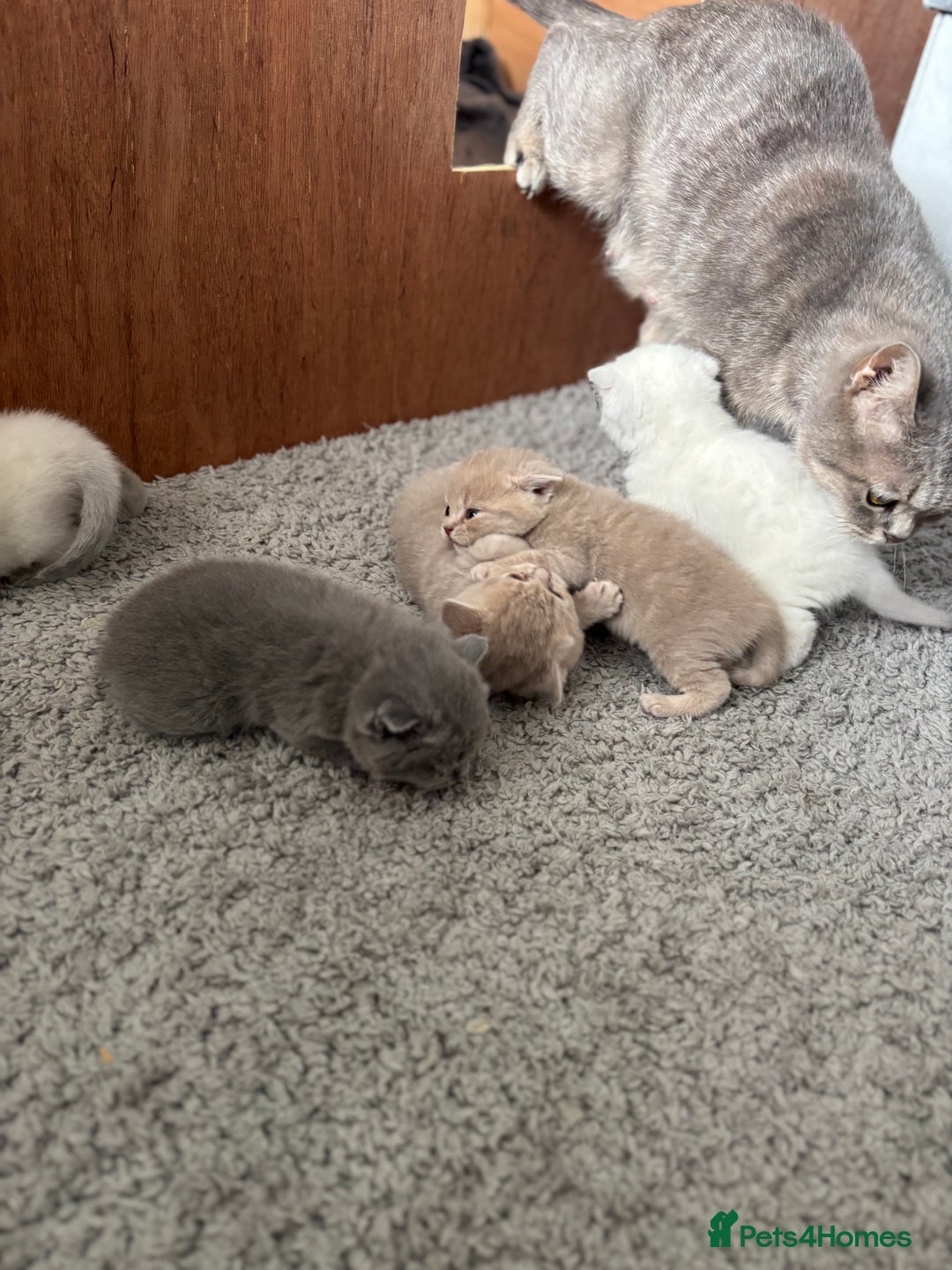 British Shorthair cats for sale: Beautiful British short hairs  - Image 4