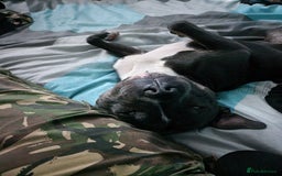 Staffordshire Bull Terrier dogs for sale: Blue and White Male Staffy for Rehome  - Image 3