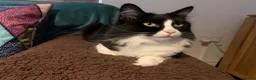 Mixed Breed cats for sale: Beautiful cats that need a new home in Dudley - Advert 3