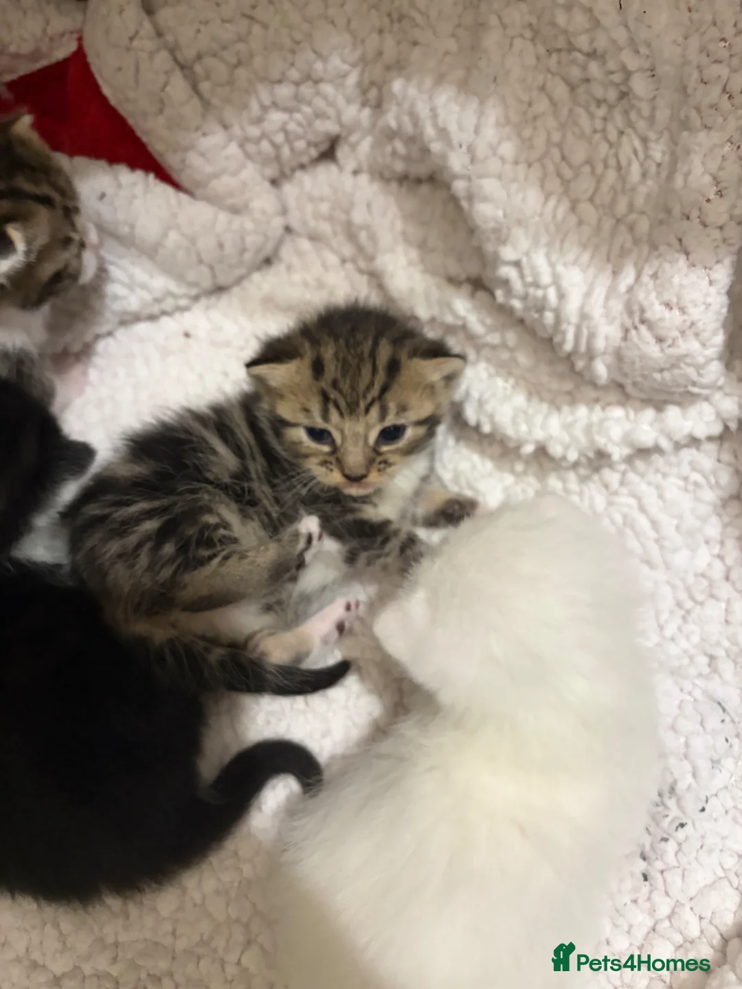 Mixed Breed cats for sale: Last female of litter - Advert 4