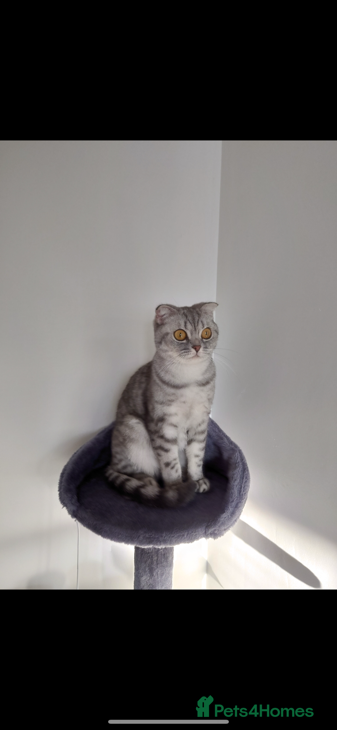 British Shorthair cats for sale: British Shorthair vs Scottish Fold  - Advert 1
