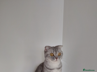 British Shorthair cats British Shorthair vs Scottish Fold - Advert 1