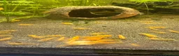 Mixed Breed livestock for sale: Neocaradina shrimp - Advert 7