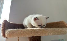 British Shorthair cats for sale: gorgeous gccf pedigree British short hair kittens - Image 12