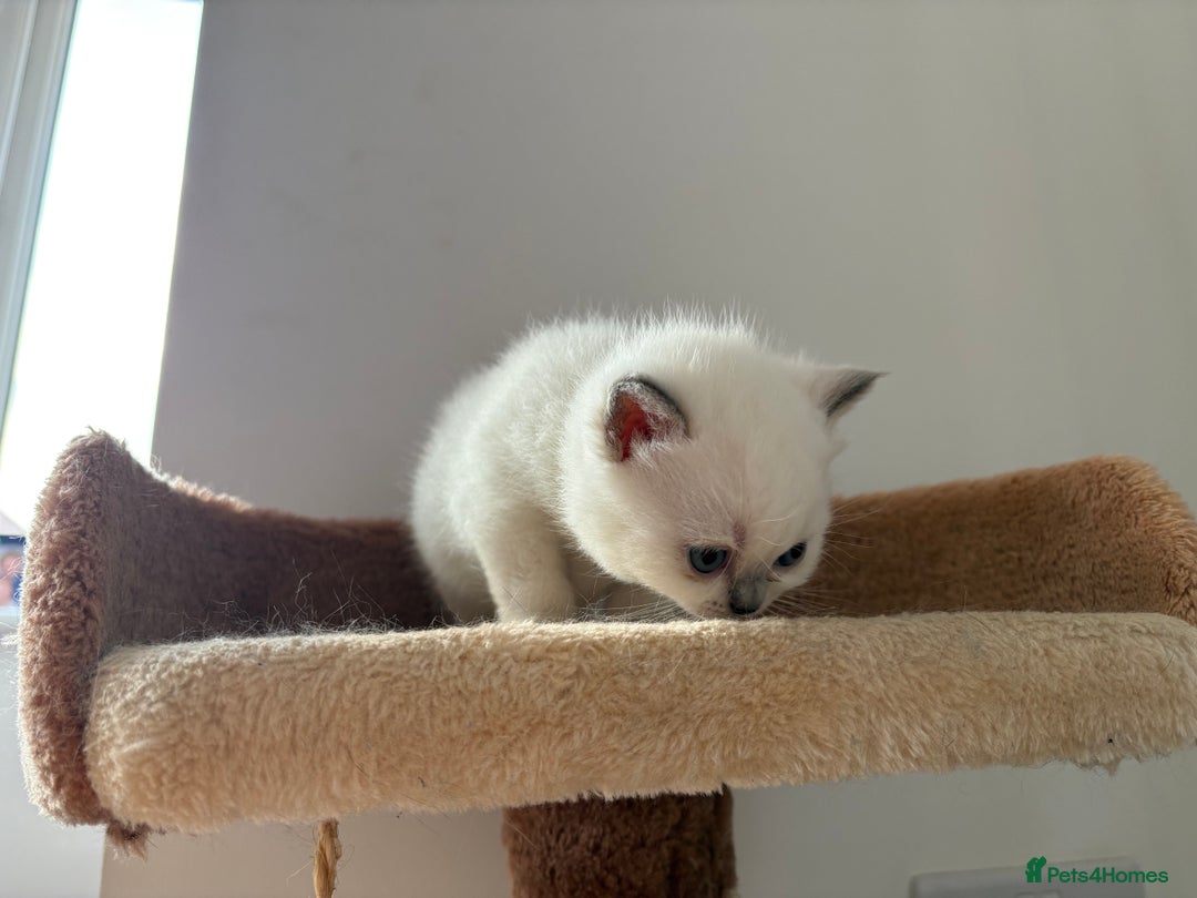 British Shorthair cats for sale: gorgeous gccf pedigree British short hair kittens - Image 12