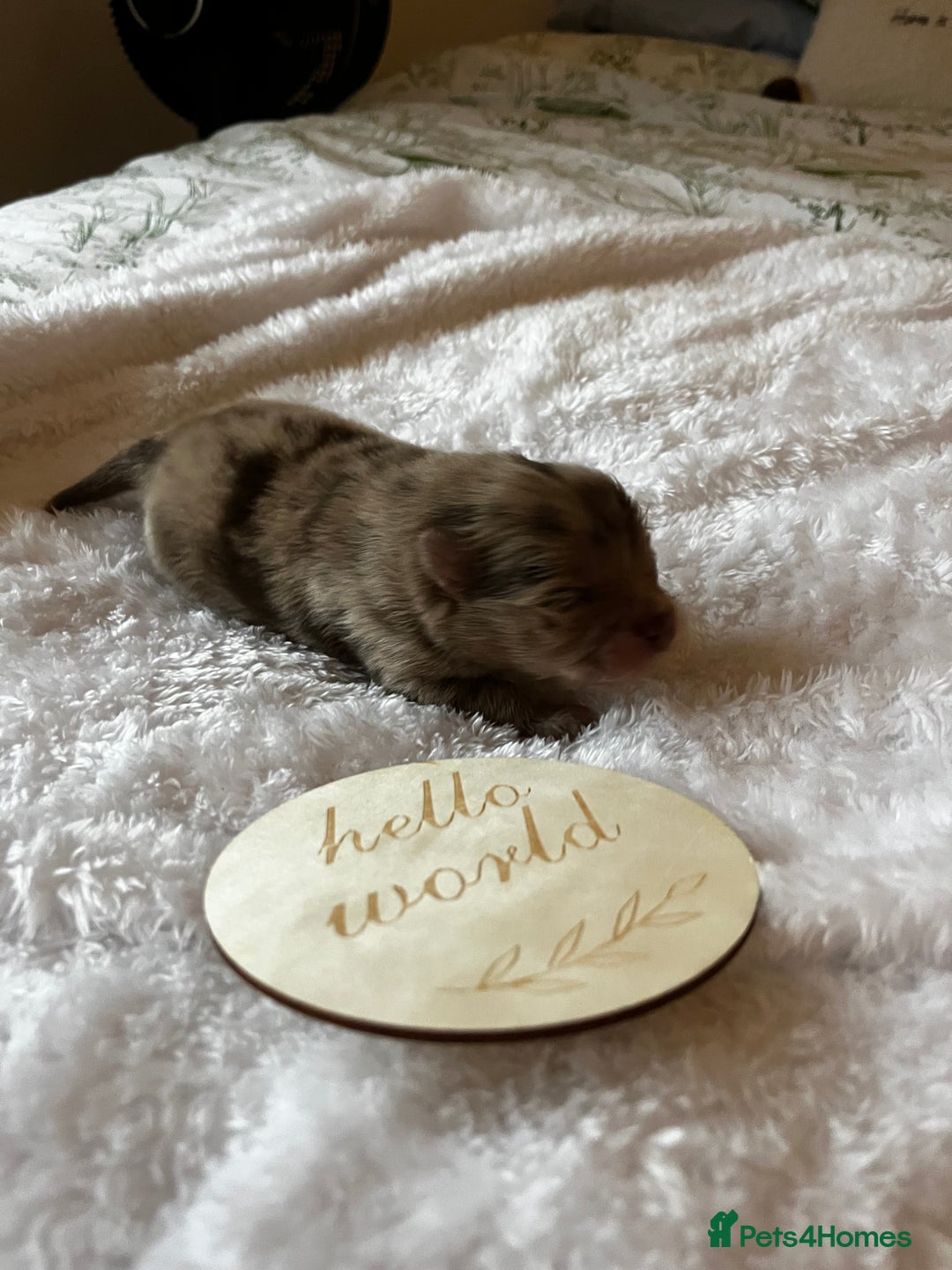 Pomeranian dogs for sale: Fluffy Pomeranian puppy’s MERLE & CHOCOLATE - Advert 27