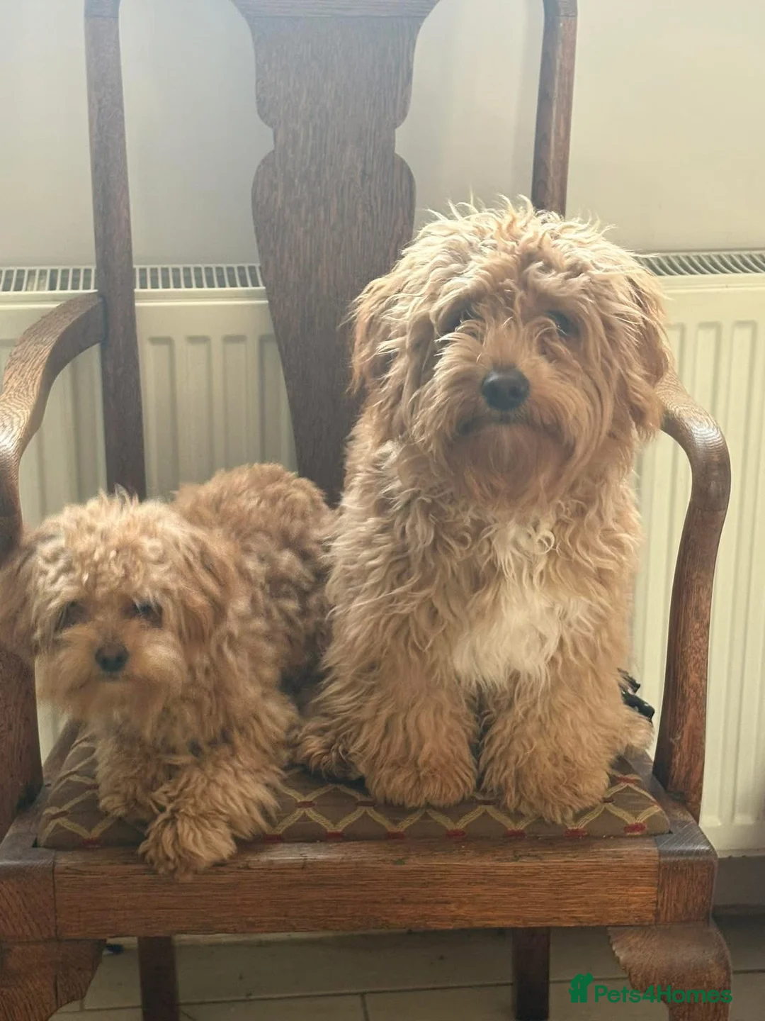 Mixed Breed dogs for sale: Toy poodle mix - Advert 4