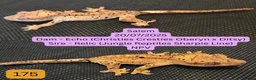 Gecko reptiles for sale: Juvenile Crested geckos in Hull - Advert 5