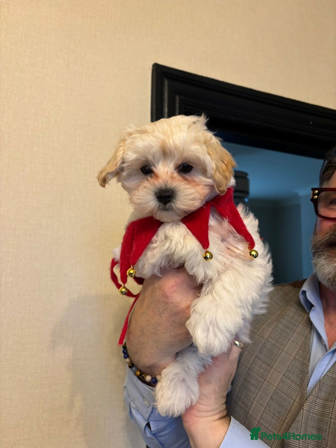 Maltipoo dogs for sale: Stunning Apricot Maltipoos  - Advert 17