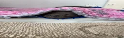 Staffordshire Bull Terrier dogs for sale: Kc Staffordshire bull terrier  - Advert 1