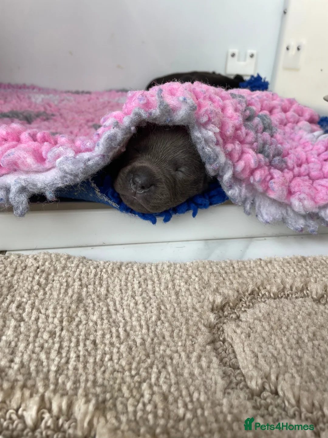 Staffordshire Bull Terrier dogs for sale: Kc Staffordshire bull terrier  - Advert 1