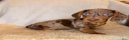 Dachshund dogs for sale: Beautiful Dachshund Puppies  - Advert 4