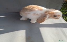 Mini Lop rabbits for sale: Beautiful mini lop bunnies 🐇🐰 - Image 17