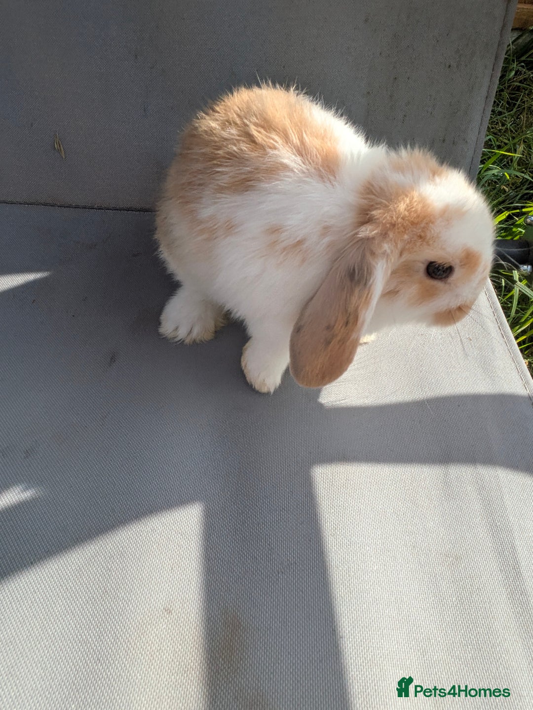 Mini Lop rabbits for sale: Beautiful mini lop bunnies 🐇🐰 - Image 17
