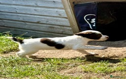 English Springer Spaniel dogs for sale: FTAW Bred Puppies from excellent lines - Image 19