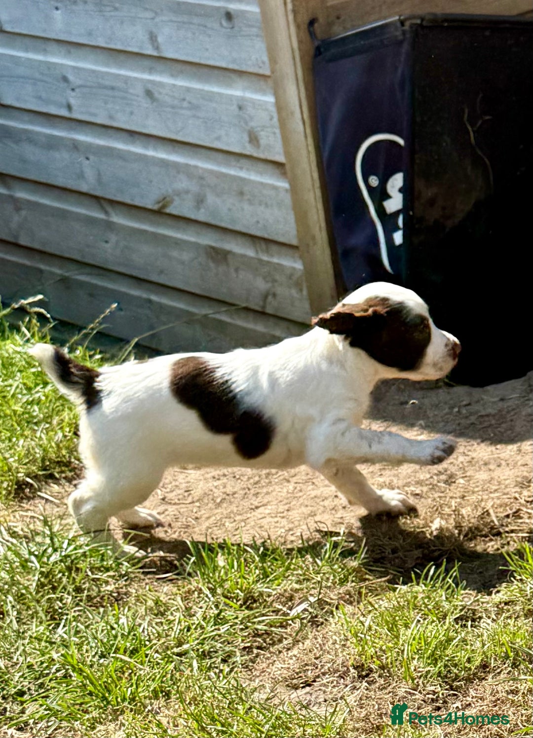 English Springer Spaniel dogs for sale: FTAW Bred Puppies from excellent lines - Image 19