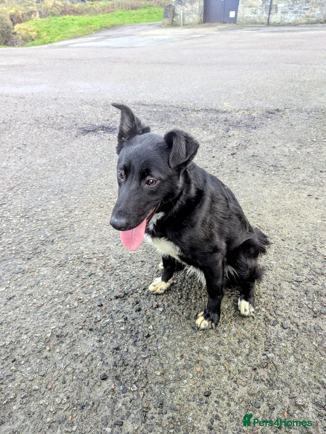 Border Collie dogs for sale: Jess  - Advert 2