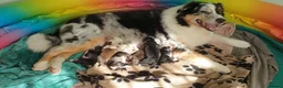 Australian Shepherd dogs for sale: Australian sheperd - Advert 1