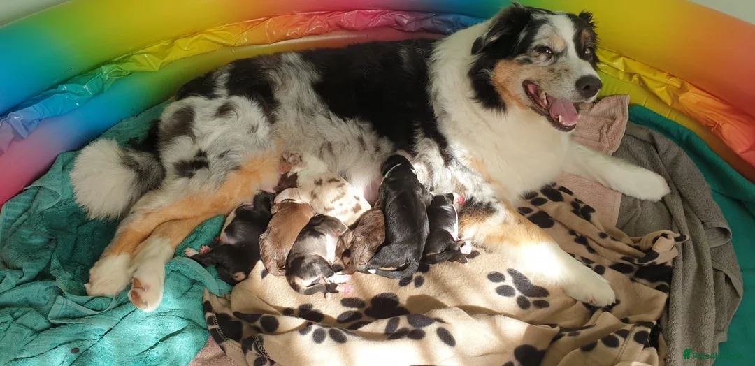 Australian Shepherd dogs for sale: Australian sheperd - Advert 1